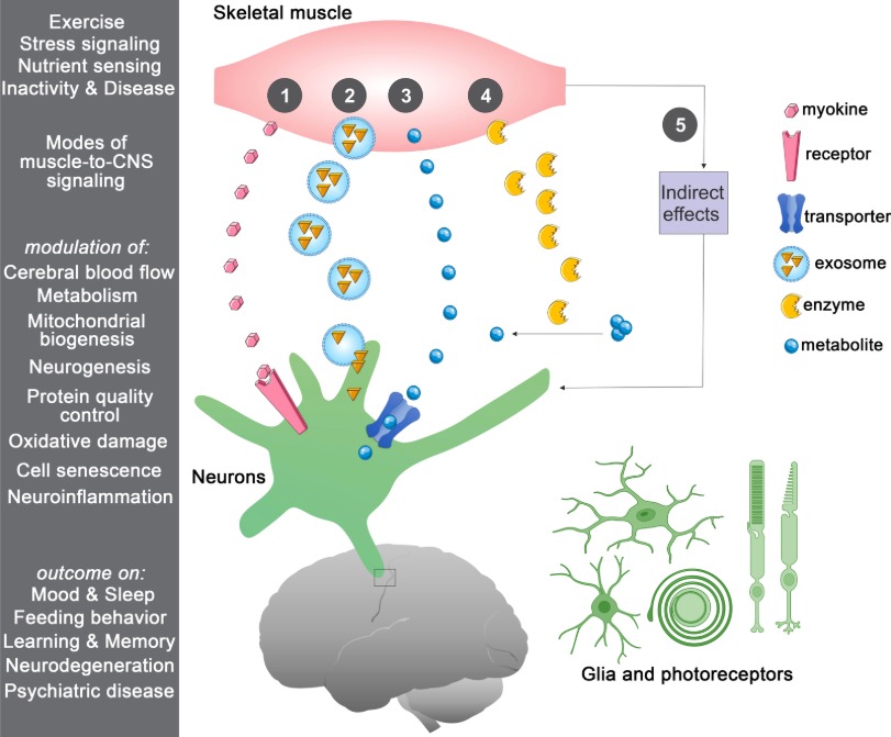 Image in slide 14 of Neuro20_ The Potential Science, Protocols, and Best Practice (4_11_2025)
