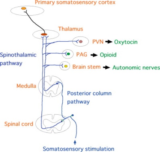 Image in slide 18 of Neuro20_ The Potential Science, Protocols, and Best Practice (4_11_2025) (1)