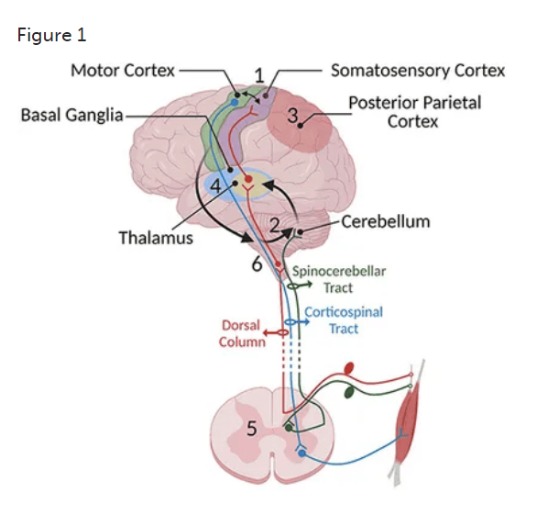 Image in slide 18 of Neuro20_ The Potential Science, Protocols, and Best Practice (4_11_2025)