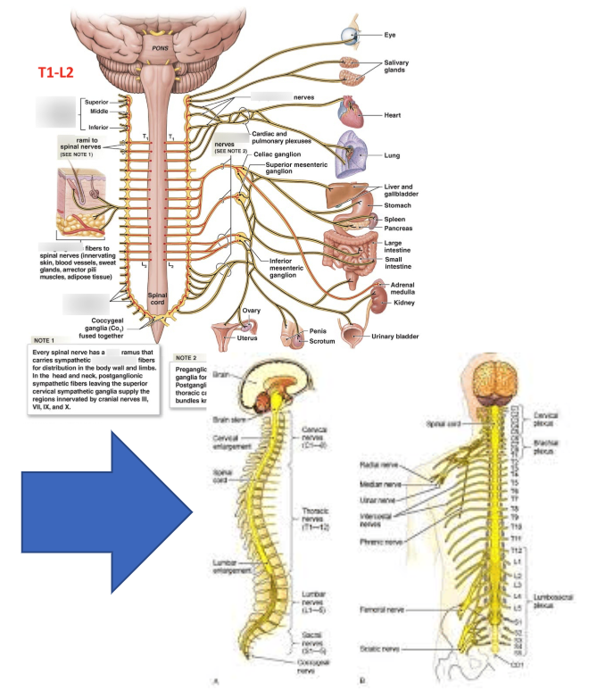 right arrow image